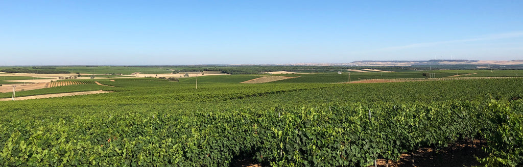 350 Hektar Weinberge, die im nördlichen Bereich der D.O. Rueda ganze 750 Meter über dem Meeresspiegel liegen. Eine herausragende Lage für die Zusammenarbeit von Kolonne Null und Diez Siglos.