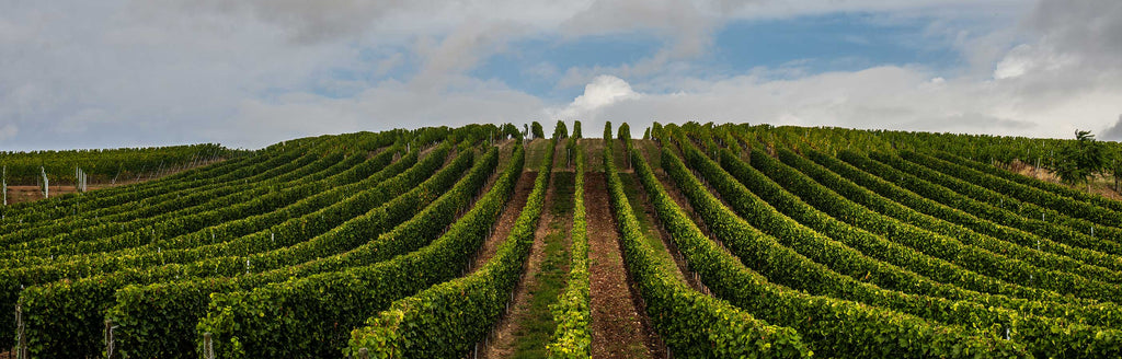 Julius Wasem, einer der ersten Winzer für unsere Co-Produktionen und unseren ersten alkoholfreien Kolonne Null Wein